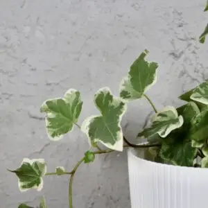 Hedera-Helix-White-Wonder-baby-rastlinkovo