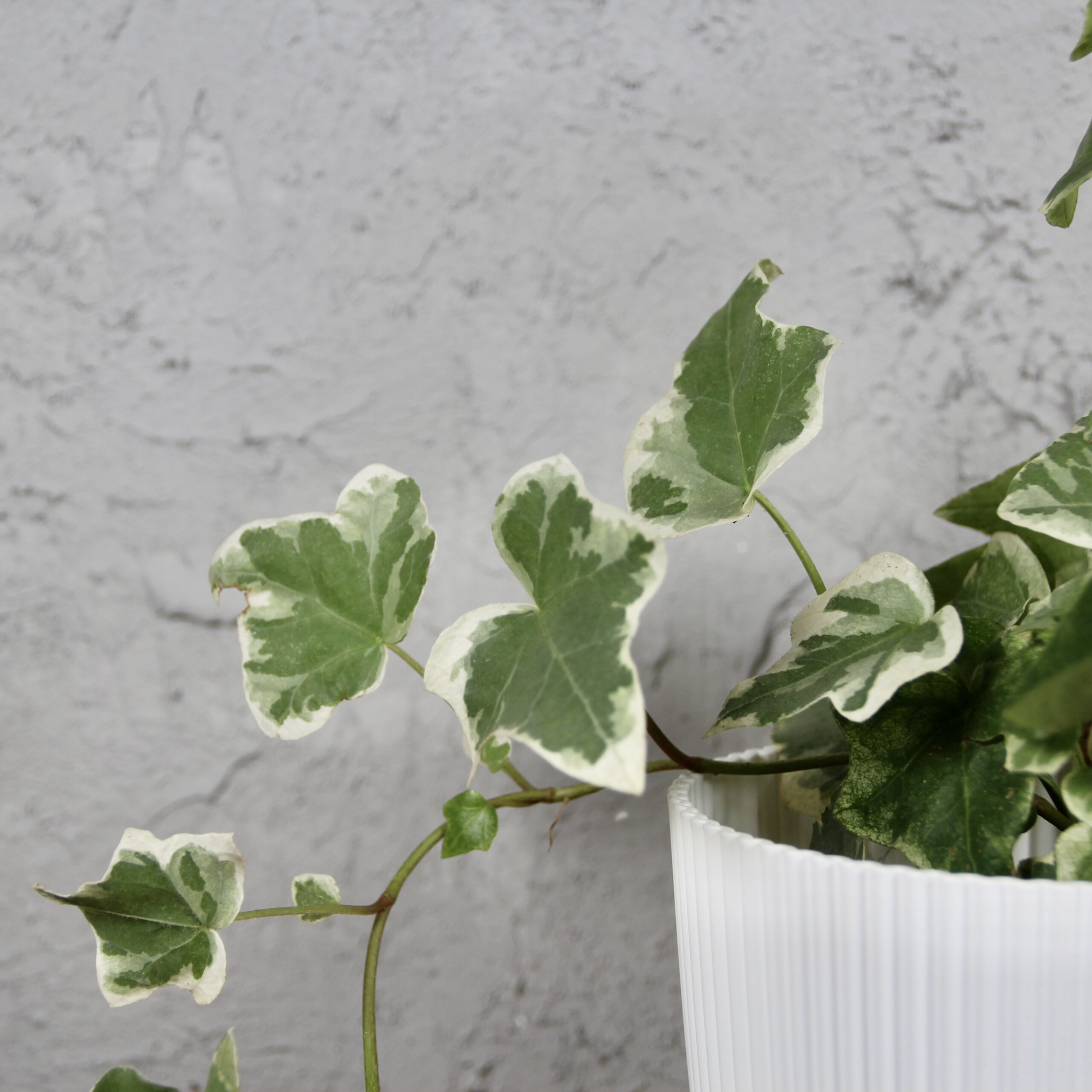 Hedera-Helix-White-Wonder-baby-rastlinkovo