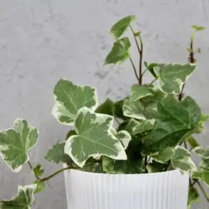 Hedera-Helix-White-Wonder-baby-rastlinkovo