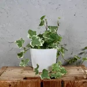 Hedera-Helix-White-Wonder-baby-rastlinkovo