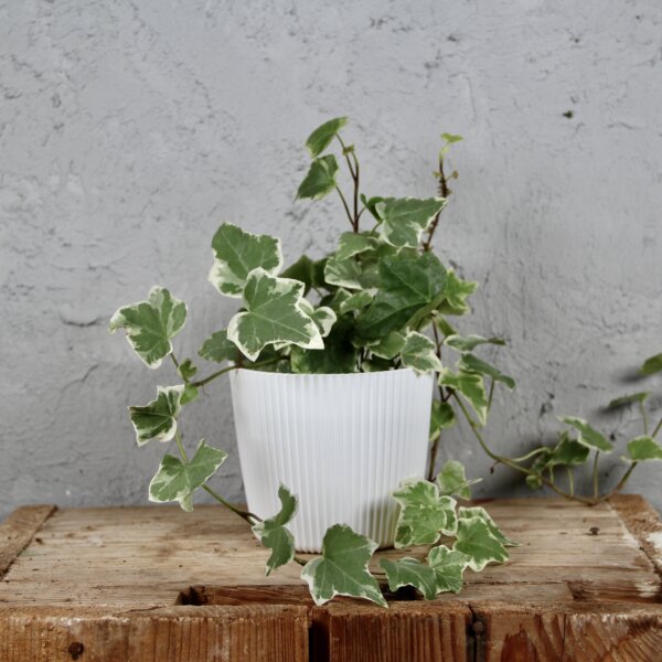 Hedera-Helix-White-Wonder-baby-rastlinkovo