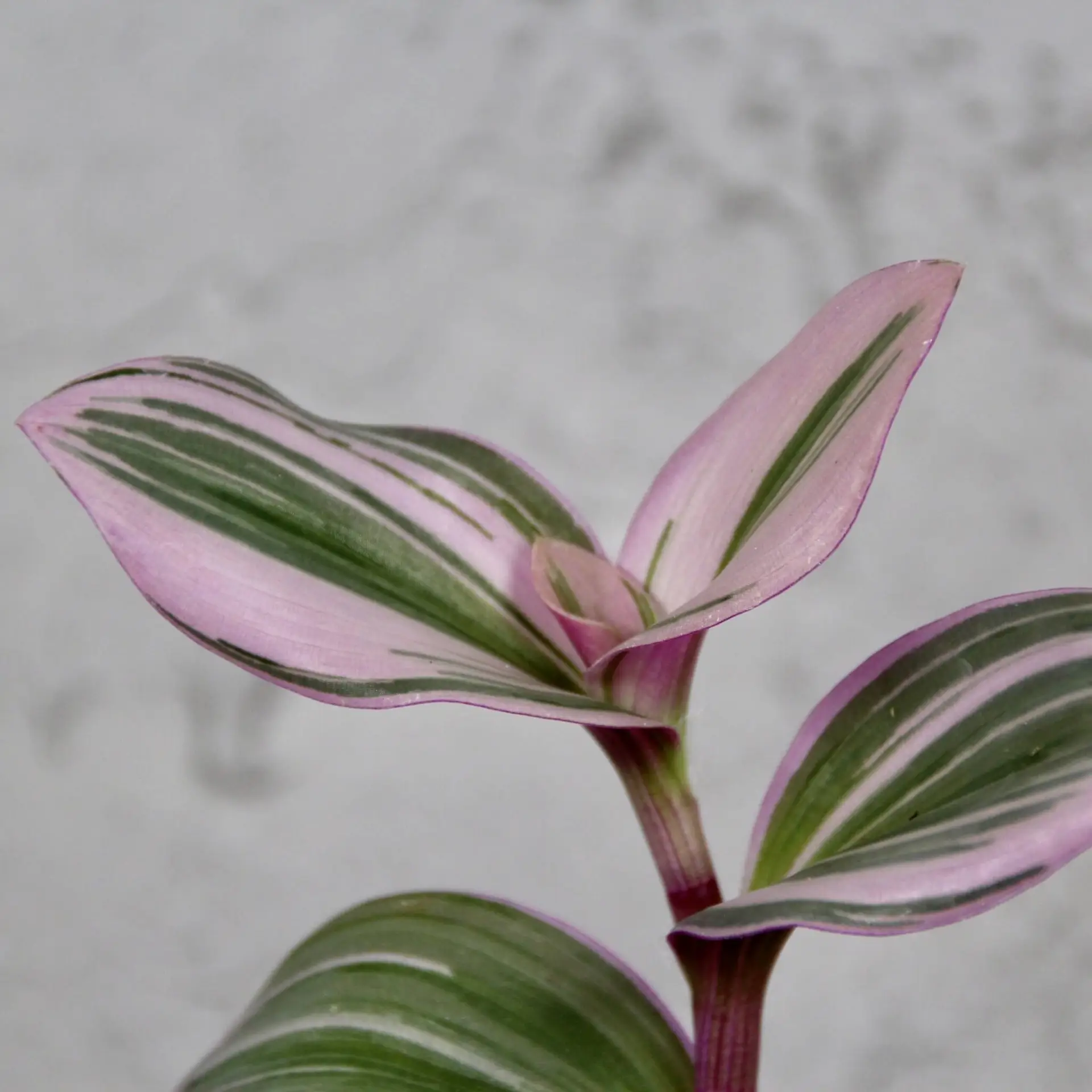 Tradescantia Albiflora Nanouk baby 1 Tradescantia-Albiflora-Nanouk-baby-rastlinkovo