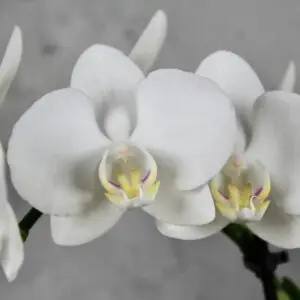 Orchidea-phalaenopsis-multiflora-biela-rastlinkovo