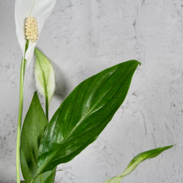 Spathiphyllum-Lopatkovec-Pearl-Cupido-rastlinkovo