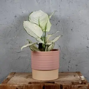 Aglaonema-White-Joy-rastlinkovo