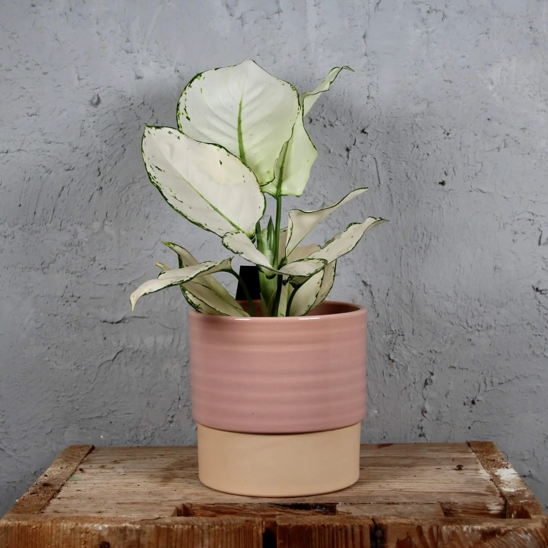 Aglaonema White Joy 3 Aglaonema-White-Joy-rastlinkovo