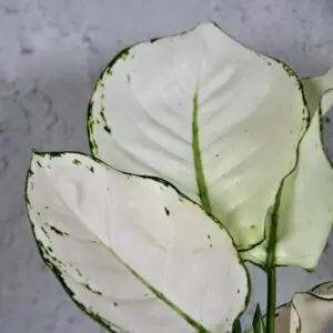 Aglaonema-White-Joy-rastlinkovo