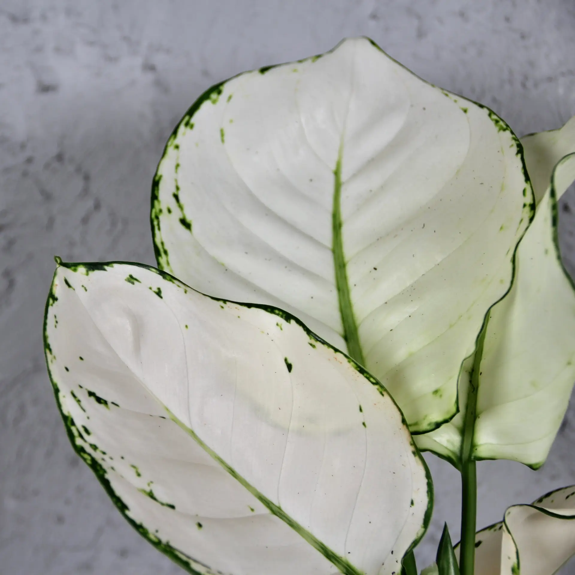 Aglaonema White Joy 1 Aglaonema-White-Joy-rastlinkovo