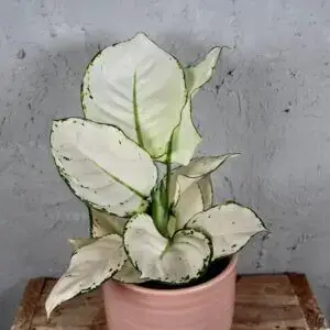 Aglaonema-White-Joy-rastlinkovo