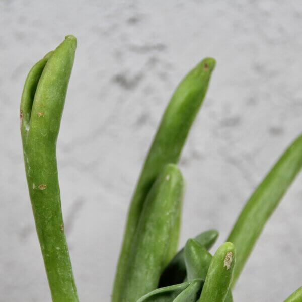 Kalanchoe-lady-finger-baby-rastlinkovo