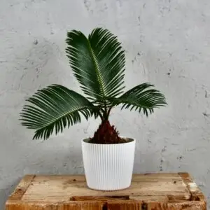 cycas-revoluta-rastlinkovo