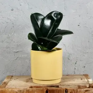 ficus-elastica-sofia-rastlinkovo
