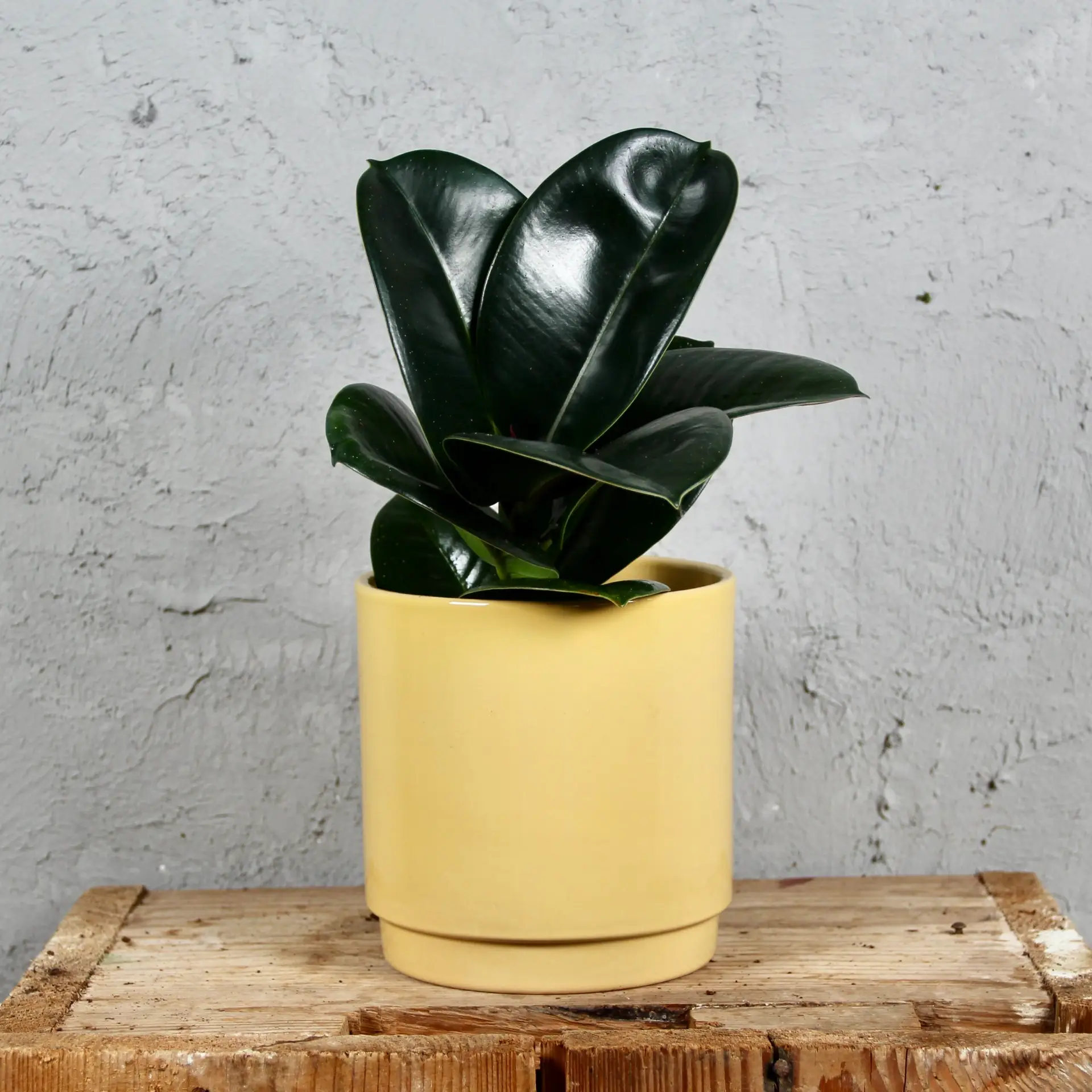 E-shop Ficus Elastica Sofia