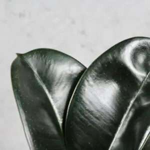ficus-elastica-sofia-rastlinkovo