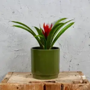Guzmania-analu-rastlinkovo