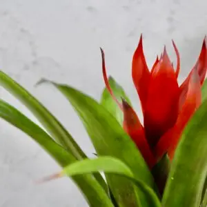 Guzmania-analu-rastlinkovo