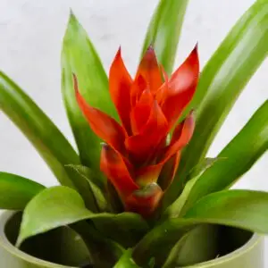 Guzmania-analu-rastlinkovo