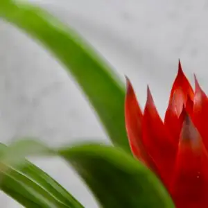 Guzmania-analu-rastlinkovo