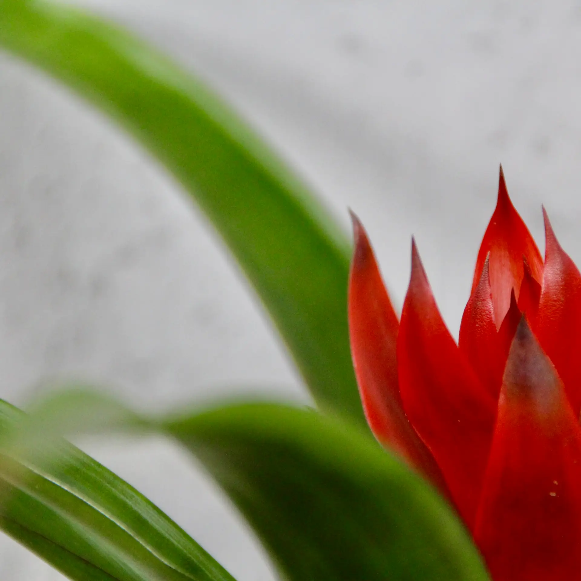 Guzmánia Analu 2 Guzmania-analu-rastlinkovo