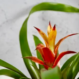 guzmania-amaretto-rastlinkovo