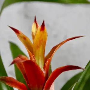 guzmania-amaretto-rastlinkovo