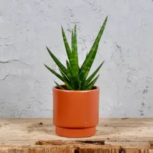 sansevieria-francisii-baby-rastlinkovo
