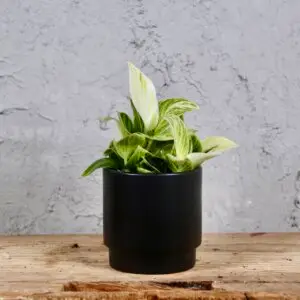 philodendron-peridot-baby-rastlinkovo