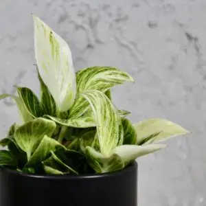 philodendron-peridot-baby-rastlinkovo