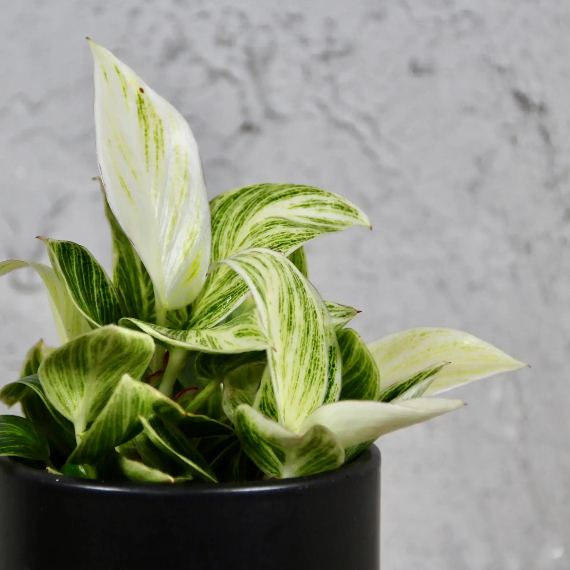 E-shop Philodendron Peridot baby