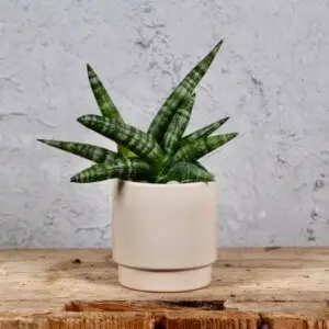 sansevieria-boncellensis-baby-rastlinkovo