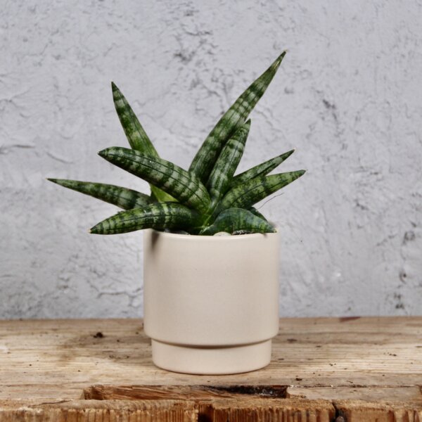 sansevieria-boncellensis-baby-rastlinkovo