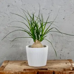 beaucarnea-nolina-rastlinkovo