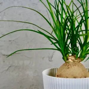 beaucarnea-nolina-rastlinkovo