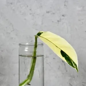 monstera-lechleriana-variegata-odrezok-rastlinkovo
