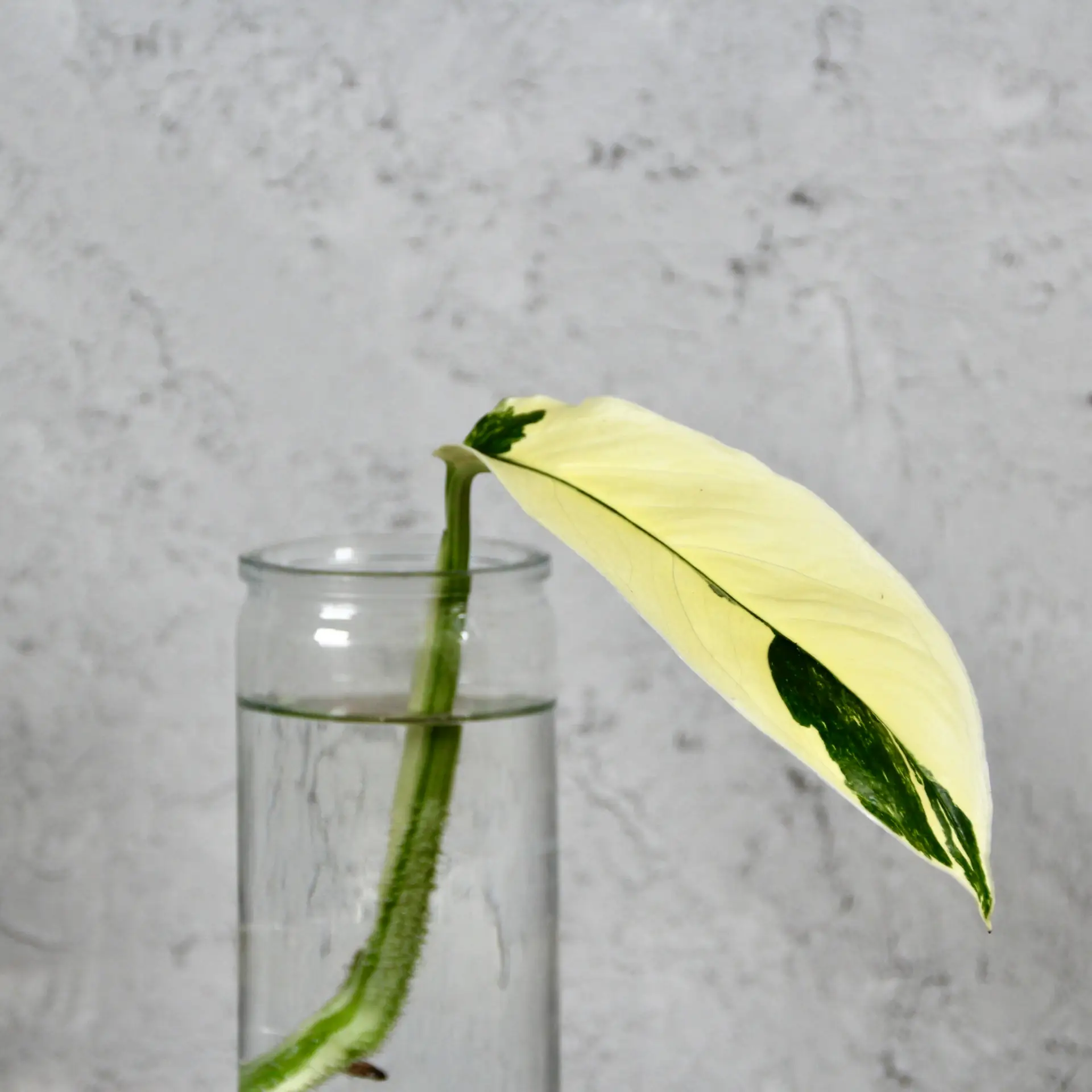 E-shop Monstera Lechleriana variegata odrezok