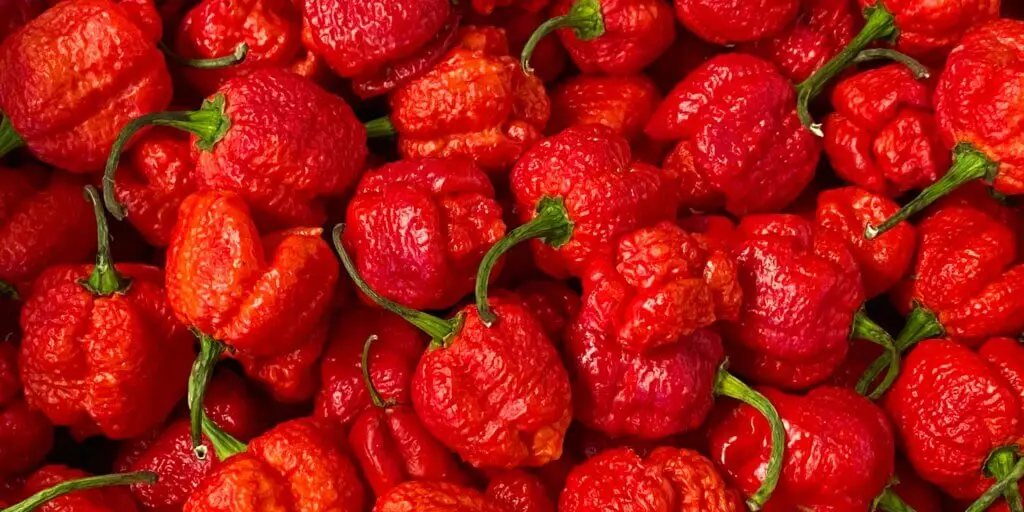 Najznámejšie chilli papričky. Poznáte všetkých 12 papričiek? 1 2 11