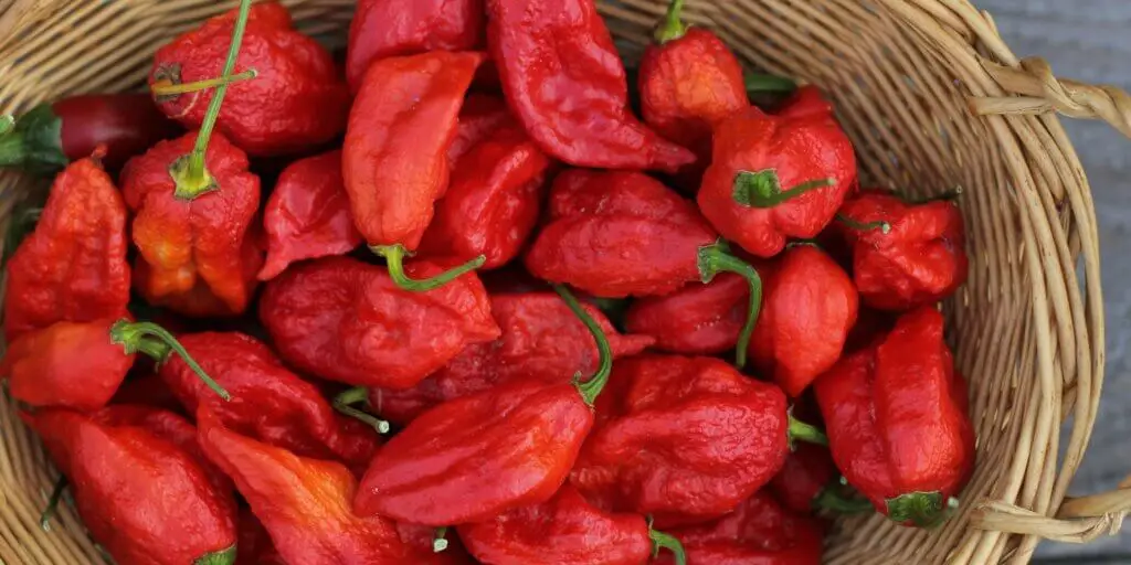 Najznámejšie chilli papričky. Poznáte všetkých 12 papričiek? 1 2 12