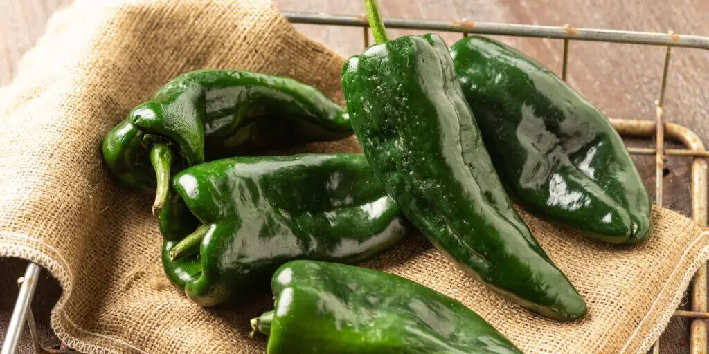 Najznámejšie chilli papričky. Poznáte všetkých 12 papričiek? 1 poblano-chilli-papricka-rastlinkovo