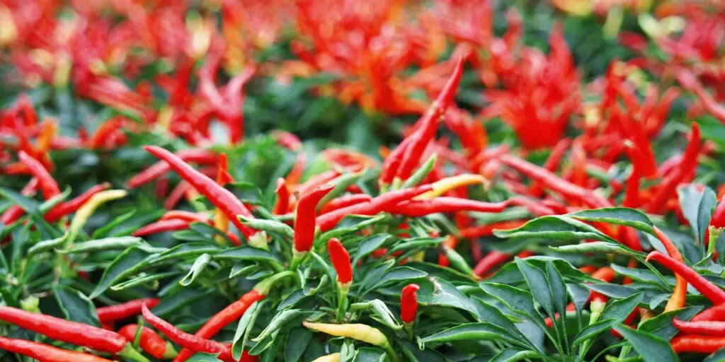 Najznámejšie chilli papričky. Poznáte všetkých 12 papričiek? 1 2 15
