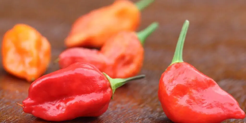 Najznámejšie chilli papričky. Poznáte všetkých 12 papričiek? 2 3 12