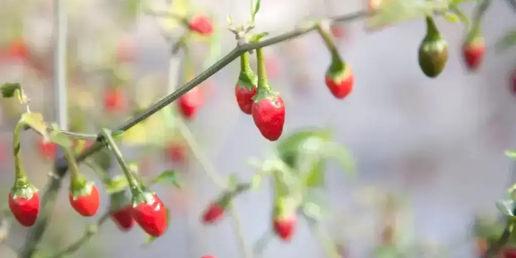 Najznámejšie chilli papričky. Poznáte všetkých 12 papričiek? 1 65