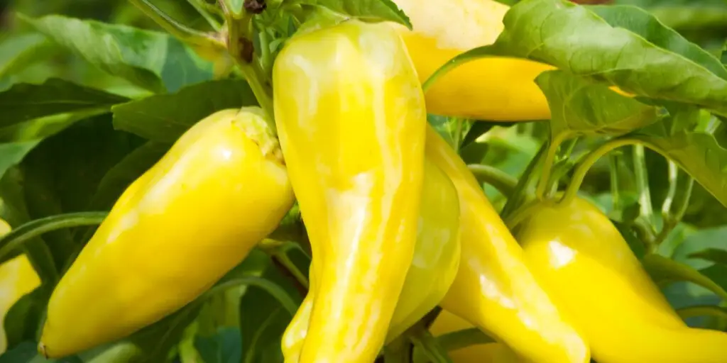 Najznámejšie chilli papričky. Poznáte všetkých 12 papričiek? 2 69