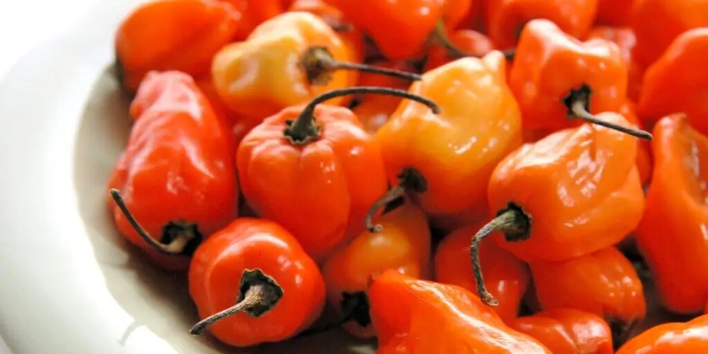Najznámejšie chilli papričky. Poznáte všetkých 12 papričiek? 1 7 7