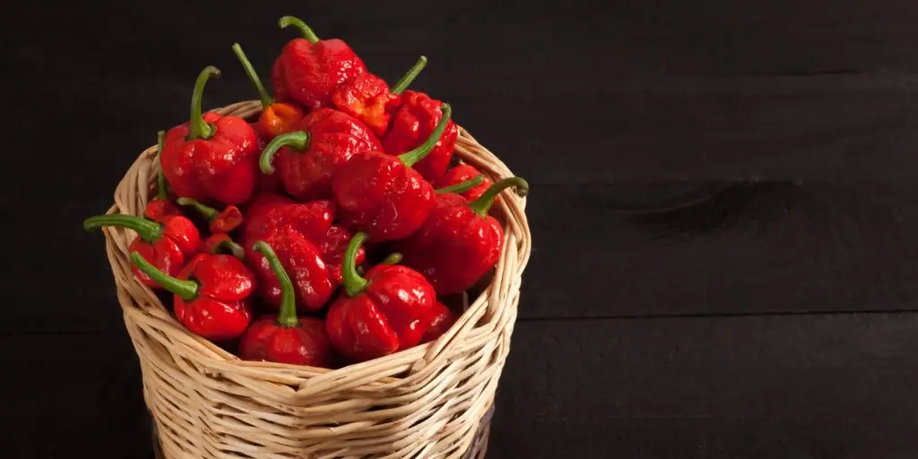 Najznámejšie chilli papričky. Poznáte všetkých 12 papričiek? 1 72 1