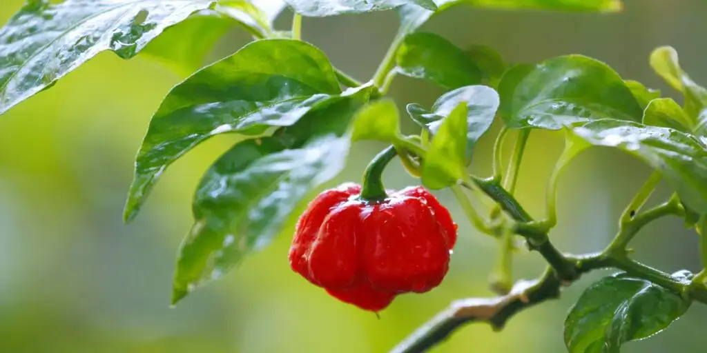 Najznámejšie chilli papričky. Poznáte všetkých 12 papričiek? 2 73 1