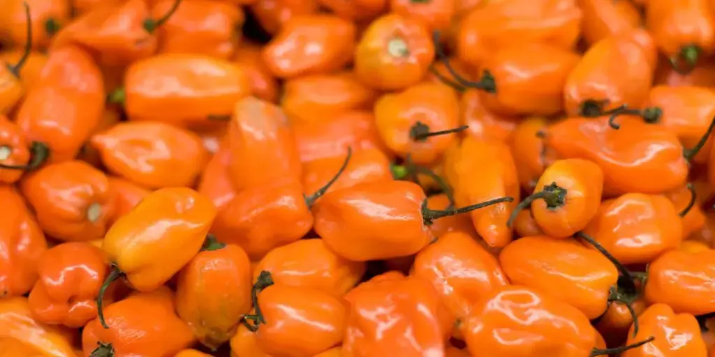 Najznámejšie chilli papričky. Poznáte všetkých 12 papričiek? 2 84