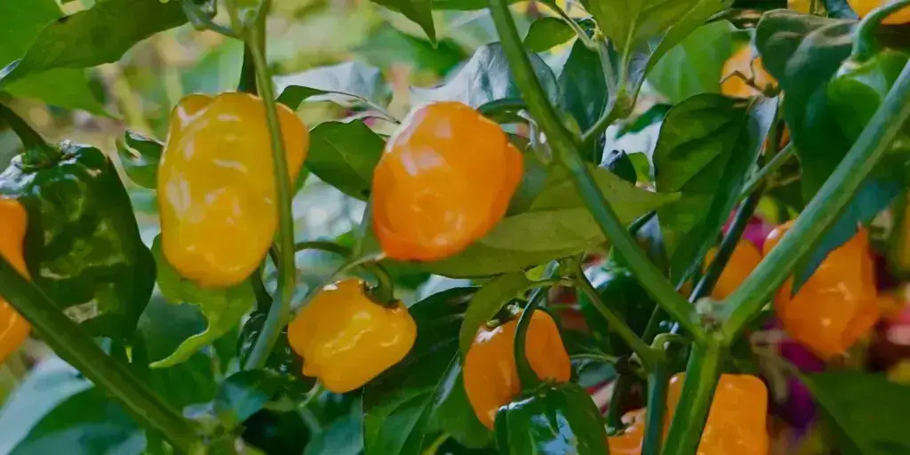 Najznámejšie chilli papričky. Poznáte všetkých 12 papričiek? 4 86