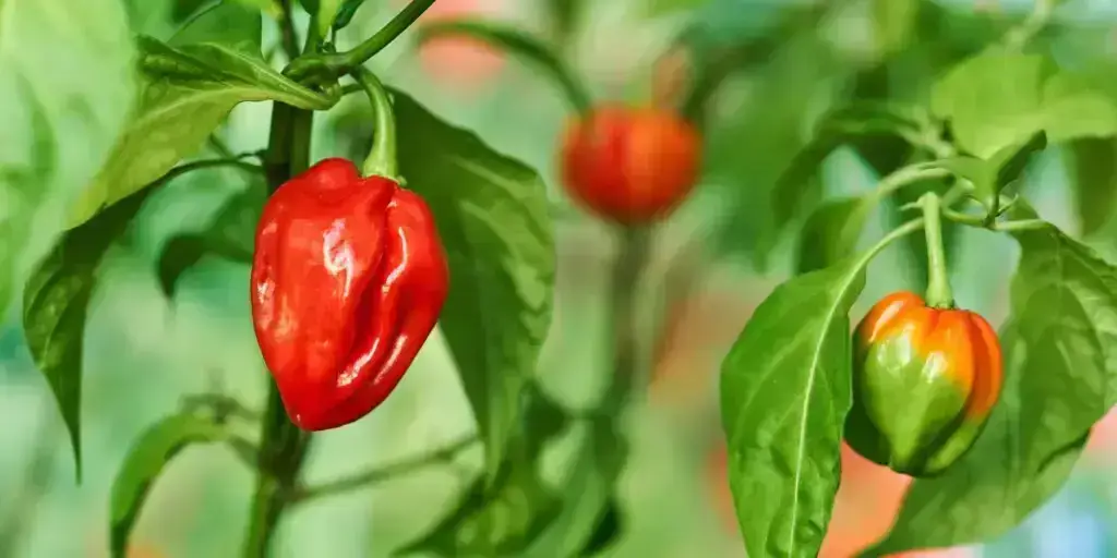 Najznámejšie chilli papričky. Poznáte všetkých 12 papričiek? 5 87