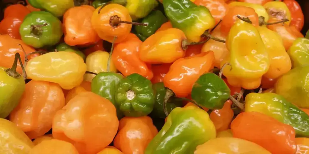 Najznámejšie chilli papričky. Poznáte všetkých 12 papričiek? 6 88