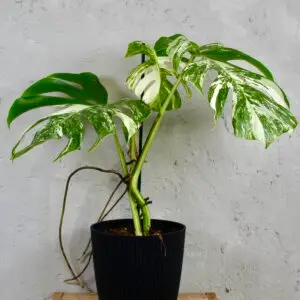 monstera-deliciosa-albo-variegata-rastlinkovo